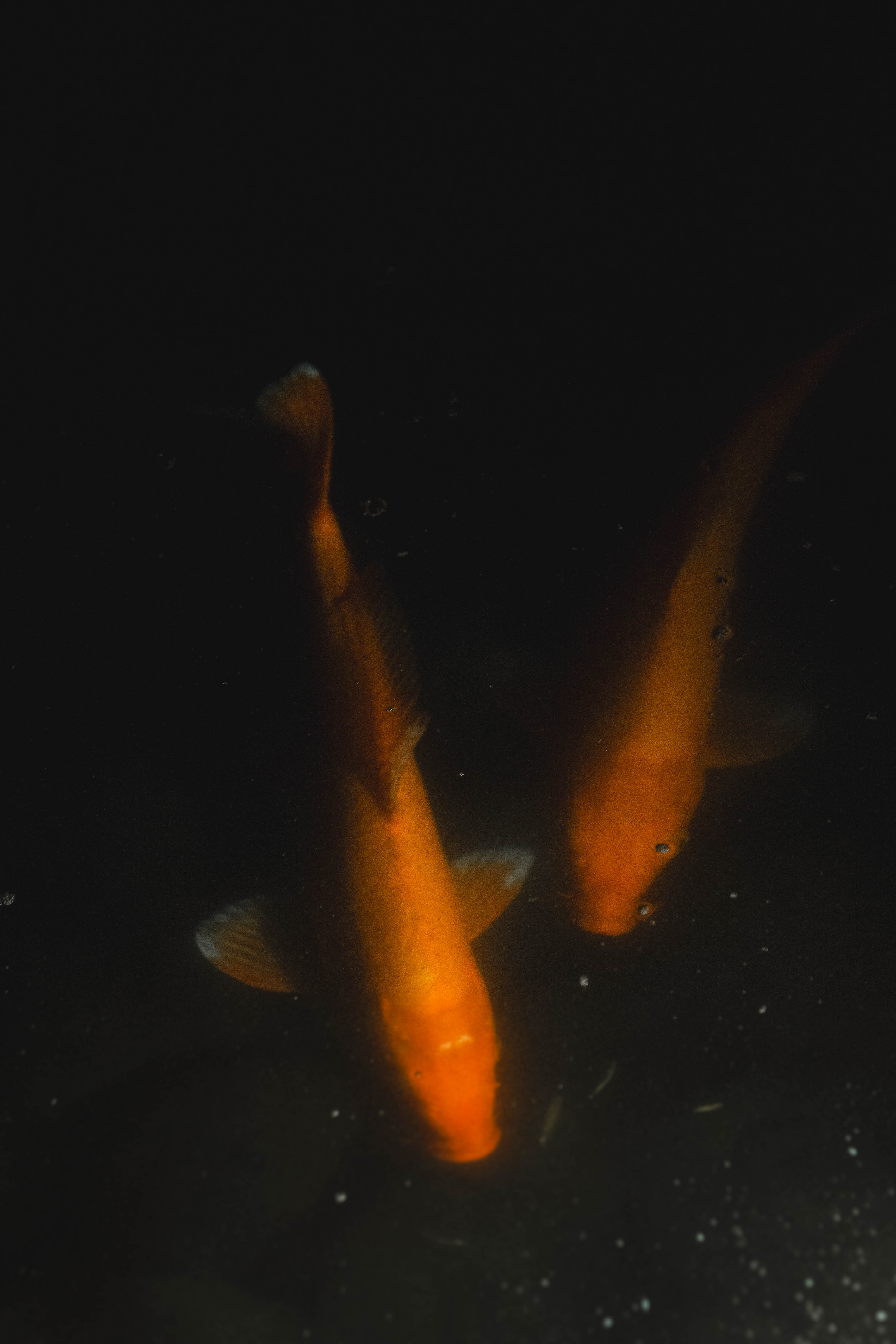 jls-49 – copia – copia